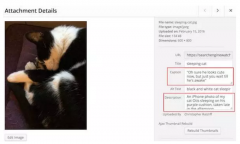 <b>外贸自建站如何做好图片的SEO优化，一图胜过千</b>